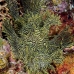 rhinopias_lacy_crci_mb_v_0368_png3301.jpg